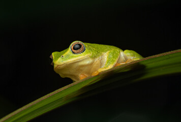 Raorchestes jayarami close up against dark background in the Western Ghats