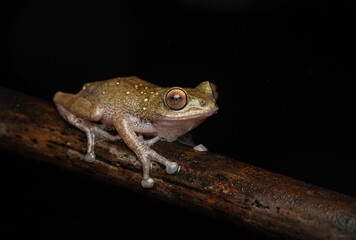 Raorchestes flaviventris  against dark background in the Western Ghats side view