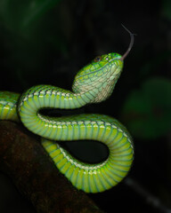 Large scaled pit viper scales from below