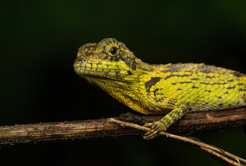 Anaimalai spiny lizard against dark background in the Western Ghats
