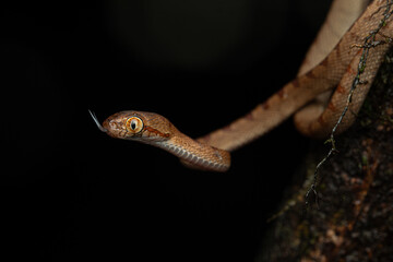 Cat snake against dark background in the Western Ghats