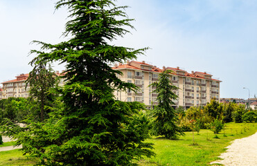 Fototapeta premium Ornithological park is located in Adler (Sirius). Serene urban park with evergreen trees and winding path, set against backdrop of modern residential buildings.