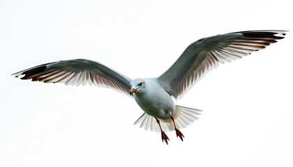 Obraz premium Seagull soars high against white sky. Bird spreads wings in flight. Wildlife animal with white plumage, grey feathers flies, gliding through air in nature on bright day.