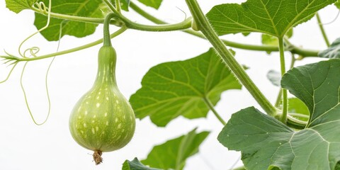Calabash Growing, Young Bottle Gourd Closeup, Hanging Fruit, Botanical Photography, Plant Growth, Nature Image,  Organic Farming,  Gourd Vine,  Lagenaria Siceraria