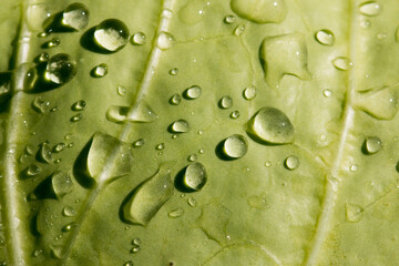 Large beautiful drops of transparent rain water on a green leaf macro. Droplets of water sparkle glare in morning sun . Beautiful leaf texture in nature. Natural background, free space.