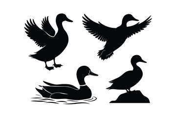 Obraz premium Duck Silhouettes
