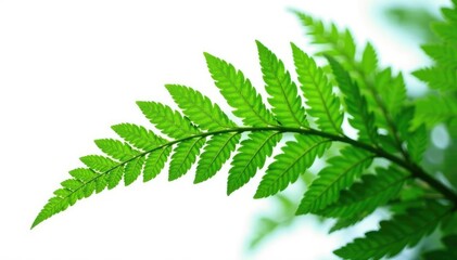 Large isolated fern with intricate fronds and stems, botany, texture