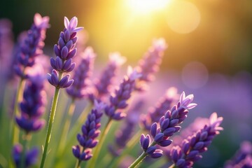 Lavender flowers bask in the warmth of sunlight's rays, light filtering, lavender, sunlight