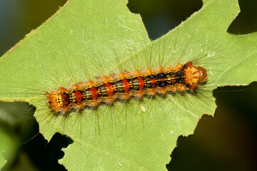 Caterpillar of Spongy moth,  Lymantria dispar