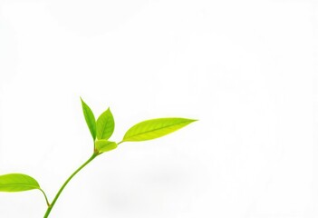 Fototapeta premium Single vibrant green plant, isolated on pure white background, green, nature