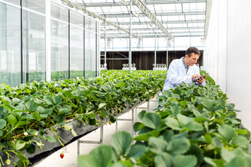 A scientist in a white lab coat examines strawberry plants inside a modern greenhouse using a...