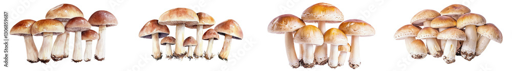 Poster assortment of edible wild mushrooms growing on the forest floor in a natural woodland setting closeu