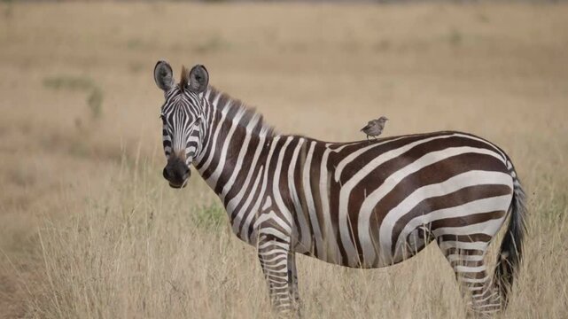 A zebra stands in the golden plains of Maasai Mara, with an ox-pecker bird perched on its back.
