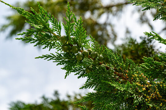 Lush branches cupressocyparis Leylandii with dense foliage and small cones, capturing natural beauty and texture of evergreen tree. Close-up. Ornithological park is located in Adler (Sirius)