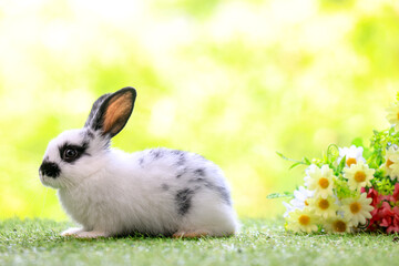 Bunny easter fluffy rabbit eating food, vegetables, carrots, baby corn on green garden nature flowers background on sunny day, Lovely mammal with  bright eyes in nature life. Symbol of easter day.