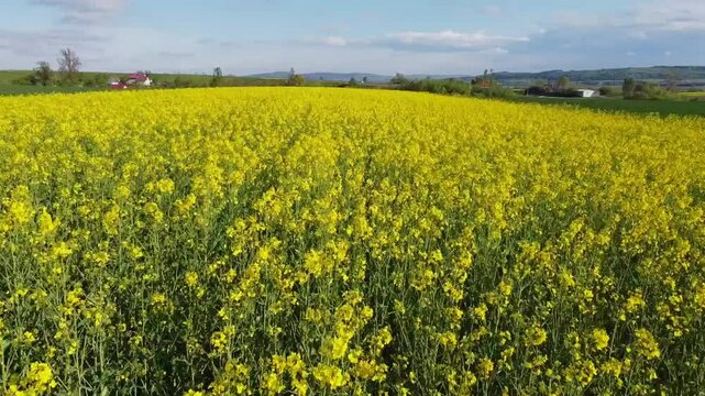 Summer vibes while flying above the yellow blossomed rapeseed field (Brassica napus) near Radauti, Romania