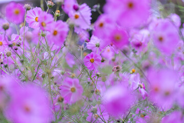 可憐なピンクの花