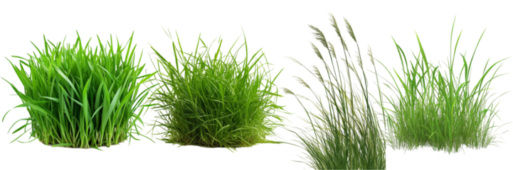 PNG Grass set isolated on white background, fresh green blades
