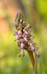close-up view of a Barlia robertiana or giant orchid, Himantoglossum robertianum Platamona, Sassari, Sardinia, Italy