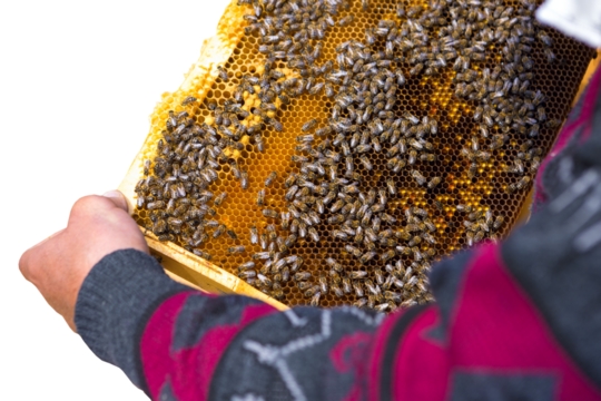 A farmer on a bee apiary holds frames with wax honeycombs. Planned preparation for the collection of honey.