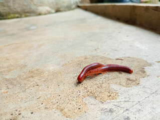 Milipedes mating in the summer 