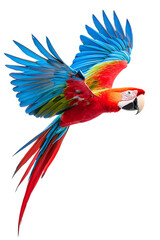 Scarlet macaw parrot flying isolated on white background. Macaw Ara (Ara chloropterus) bird