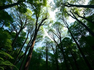 Obraz premium Looking Up Into a Lush Green Forest Canopy