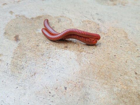 Milipedes mating in the summer on the floor. 