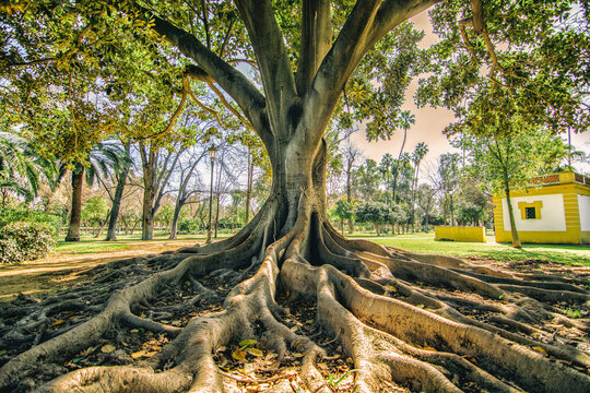 &aacute;rbol con ra&iacute;ces grandes