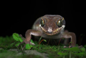 White banded gecko posture against dark background in the Western Ghats