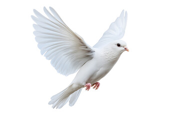 Obraz premium White dove flying isolated on white background