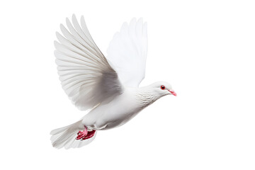 Obraz premium White dove flying isolated on white background