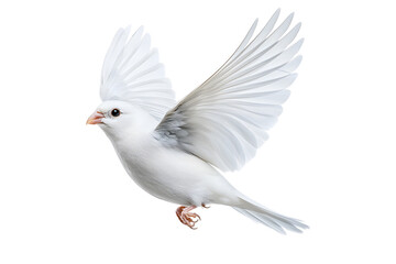 Obraz premium White dove flying isolated on white background