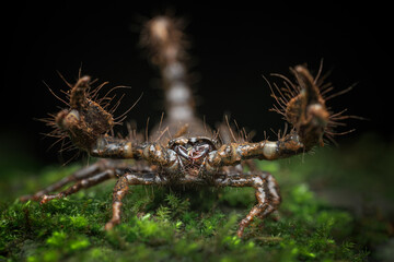 Scorpion against dark background in the Western Ghats