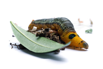 Brown Caterpillar of Oleander Hawk moth or Daphnis nerii Butterfly with green Oleander leaf on...