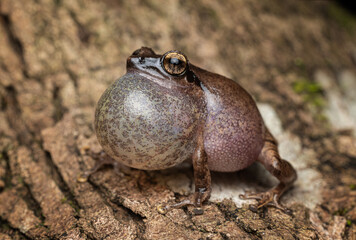 Obraz premium Amboli bush frog closeup against dark background in the Western Ghats