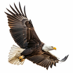 Fototapeta premium An eagle is a large, powerful bird of prey known for its keen vision