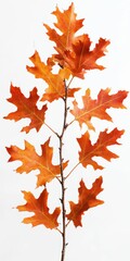 Fototapeta premium Pin Oak Tree. Autumn Beauty of Vibrant Orange Leaves on Tree Branch