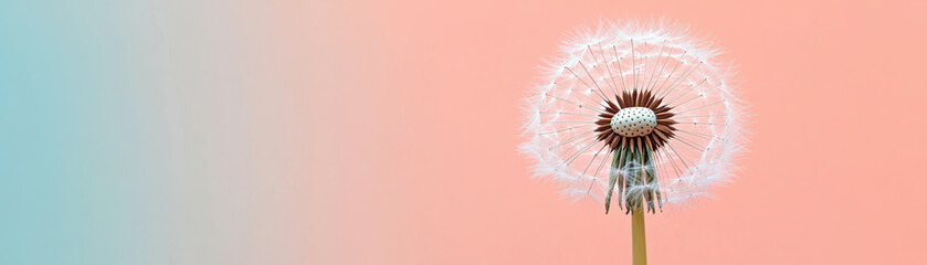 delicate dandelion puff stands against soft gradient background, evoking sense of tranquility and minimalism. intricate details of seeds create serene aesthetic
