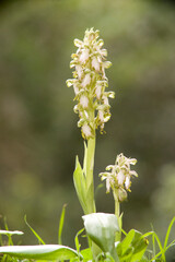 close-up view of a Barlia robertiana or giant orchid, Himantoglossum robertianum Platamona, Sassari, Sardinia, Italy