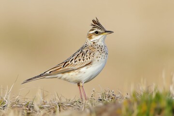 Fototapeta premium Skylark (Alauda arvensis) - Bird Illustration in Nature