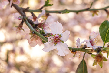 beautiful spring floral background of flowering almond tree close up, shallow depth of field