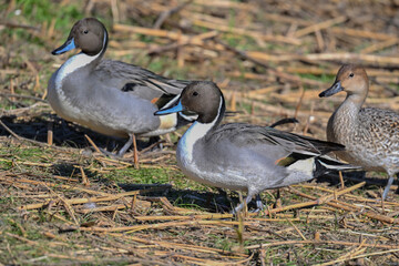 オナガガモの行進