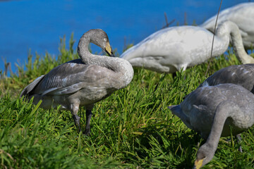 オオハクチョウ