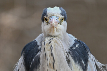 アオサギ正面顔