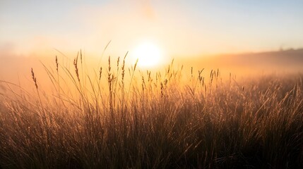 Fototapeta premium a foggy moorland at sunrise, with golden grasses stretching into the mist.