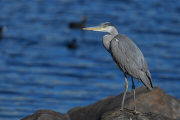 多摩川のアオサギ