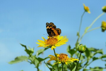 butterfly in aa sunflower