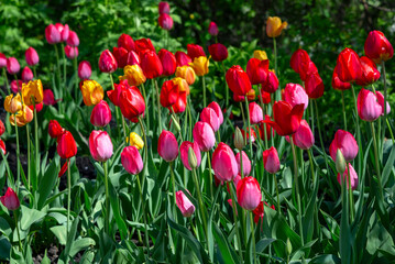 Fototapeta premium Buds of blooming multicolored tulips