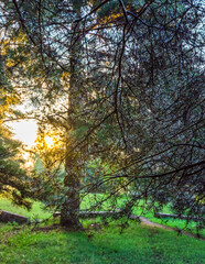 Fototapeta premium Tree with a branch that is covered in dew